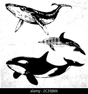 Illustration Noir Et Blanc D Une Queue De Baleine Disparaissant Dans La Mer Vague L Encre Image Vectorielle Stock Alamy