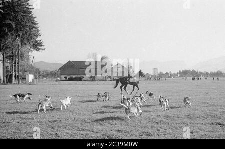 Chasse par force à Salzbourg en 1965. Chasseurs et chiens. Banque D'Images