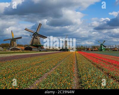 Les moulins à vent et des fleurs en Pays-Bas Banque D'Images