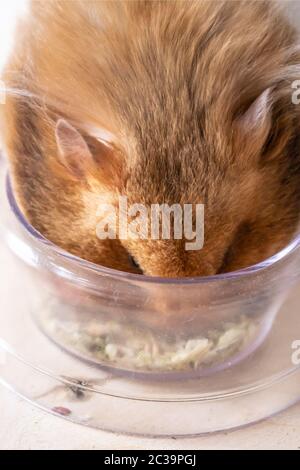 Hamster syrien manger dans un bol alimentaire Banque D'Images