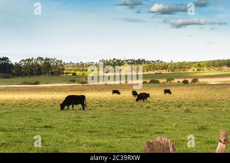 Vaches qui paissent dans la verte campagne Argentine Banque D'Images