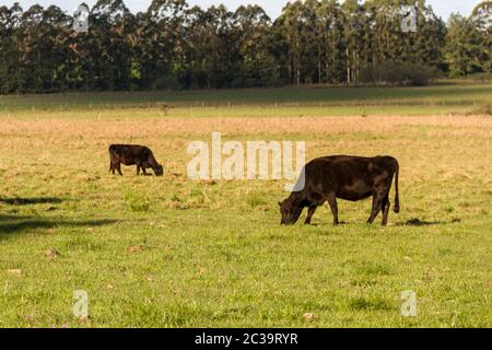 Vaches qui paissent dans la verte campagne Argentine Banque D'Images