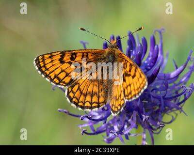 Gros plan d'un papillon pollinant sur une fleur pourpre Banque D'Images