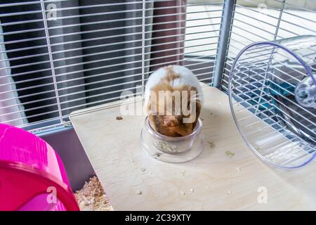 Hamster syrien manger dans un bol alimentaire Banque D'Images