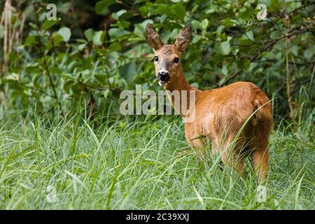 Chevreuil adulte, caperole caperole, tournant son dos sur la caméra. Paisible doe paître sur la prairie de printemps avec des arbres en arrière-plan. Mignon ruminant Banque D'Images