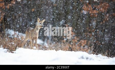 Chevreuil, Capreolus capreolus, le doe debout dans blizzard avec des flocons de neige tombant en hiver. L'observation des mammifères marins sauvages par temps froid sur une clairière dans la forêt w Banque D'Images