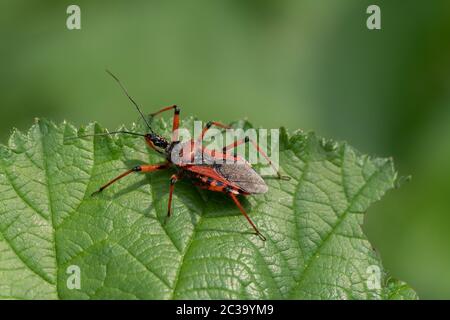 Gros plan de rouge mais sur la feuille Banque D'Images