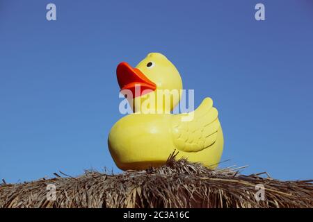 Canard en caoutchouc jaune placé sur un petit bâtiment à Pomorie, Bulgarie. Banque D'Images