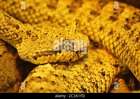 Gros plan d'un Sidewinder (Crotalus cerastes), un serpent pitvipère venimeux, également connu sous le nom de crotale à cornes et crotale à parois latérales Banque D'Images