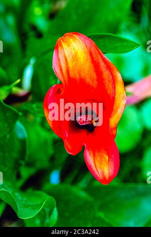 Zantedeschia aethiopica aussi connu sous le nom de nénuphars et le nénuphars est une espèce de la famille des Araceae Banque D'Images