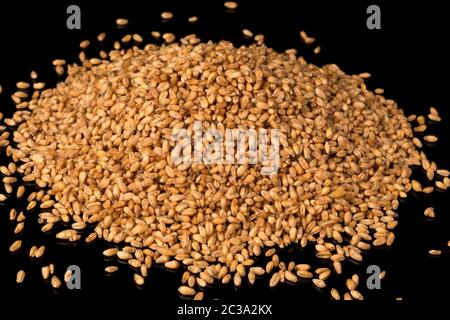 Du blé de près. Les grains de blé sur un fond noir. Blé dur. Récolte du grain. Les semailles ou la récolte des céréales. Récolte du blé de la première année. Banque D'Images