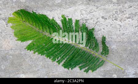 Palisanderholzbaum (Jacaranda mimosifolia), Kyrenia / Girne France Republik Nordzypern Banque D'Images