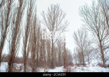 paysage avec des peupliers en hiver Banque D'Images