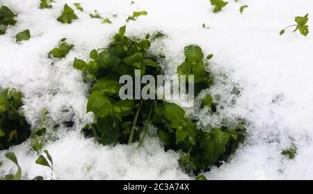 L'herbe sous la neige. Les gelées d'automne. Fleurs vert dans la neige blanche. Banque D'Images