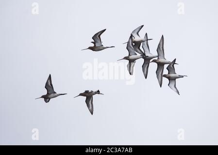 Godwit à queue de bar en vol dans le ciel. Leur nom latin est Limosa lapponica Banque D'Images