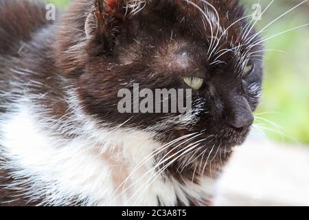 Portrait d'un chat domestique Bicolor ou Tuxedo en plein air Banque D'Images