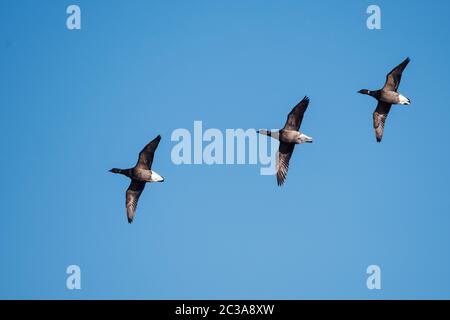 Troupeau de Brent Goose en vol dans un ciel. Leur nom latin est Branta bernicla. Banque D'Images