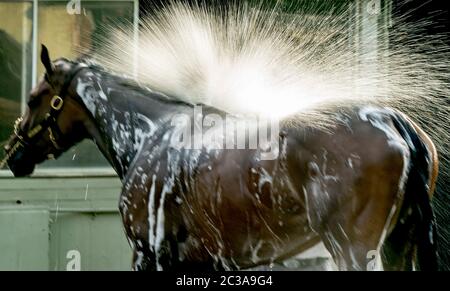 Elmont, NY, États-Unis. 19 juin 2020. 19 juin 2020 : un cheval prend un bain après s'être fait exercer alors que les chevaux se préparent aux piquets de Belmont au parc Belmont à Elmont, New York. Scott Serio/Eclipse Sportswire/CSM/Alamy Live News Banque D'Images