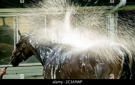 Elmont, NY, États-Unis. 19 juin 2020. 19 juin 2020 : un cheval prend un bain après s'être fait exercer alors que les chevaux se préparent aux piquets de Belmont au parc Belmont à Elmont, New York. Scott Serio/Eclipse Sportswire/CSM/Alamy Live News Banque D'Images