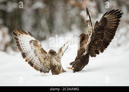 Deux bourdonnards communs, buteo buteo, luttant avec des ailes ouvertes sur la neige en hiver. Oiseau agressif dans engagé dans le combat sur le territoire dans les montagnes Pieniny Banque D'Images