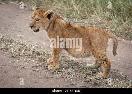 Lion cub est sur la voie de la recherche de Banque D'Images