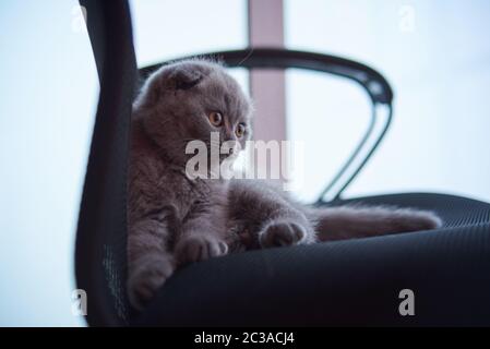 Écossais plient chat. Curieux chaton écossais de pliage. gros plan regardant l'appareil photo. Photo de haute qualité Banque D'Images