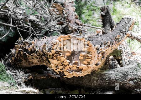 Attaques de champignons sur le tronc de l'arbre mort. L'Afrique du Sud. Banque D'Images