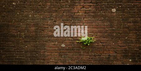 Mur de briques vintage envahi par les plantes. Mur brun avec plantes vertes croissant dans des fissures entre briques de brickwork. Grunge la texture ou l'arrière-plan Banque D'Images