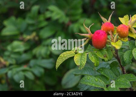 Rose hip bush dans le parc après la pluie Banque D'Images