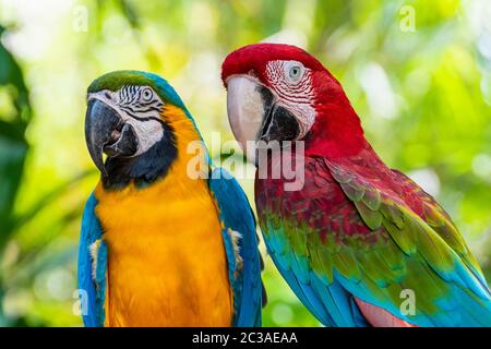 Gros plan sur les oiseaux colorés de Macaw Banque D'Images