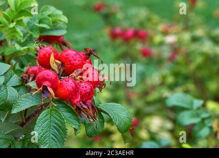 Rose hip bush dans le parc après la pluie Banque D'Images