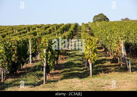 Les raisins rouges mûres sur les rangées de vignes dans un vienyard avant les vendanges dans la région de Saint Emilion. France Banque D'Images