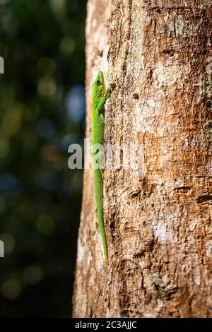 Belle green Gecko Phelsuma, Phelsuma madagascariensis, se prélassant au soleil, parc tropical de Farankaraina, la faune sauvage et de l'Afrique Madagascar Banque D'Images