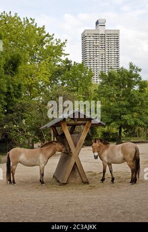 Cheval de Przewalski (Equus ferus przewalskii), zoo, Cologne, Rhénanie-du-Nord-Westphalie, Allemagne, Europe Banque D'Images