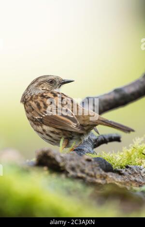 Dunnock dans l'habitat. Son nom latin est Prunella modularis. Banque D'Images