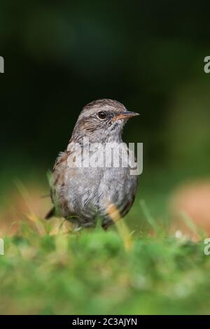 Dunnock dans l'habitat. Son nom latin est Prunella modularis. Banque D'Images