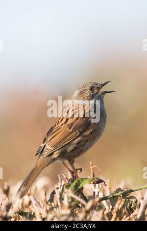 Dunnock dans l'habitat. Son nom latin est Prunella modularis. Banque D'Images