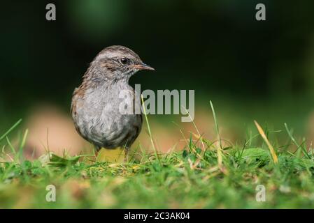 Dunnock dans l'habitat. Son nom latin est Prunella modularis. Banque D'Images