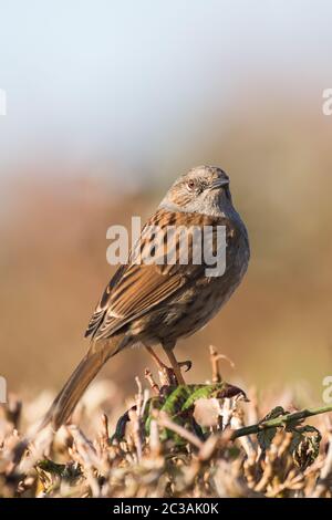 Dunnock dans l'habitat. Son nom latin est Prunella modularis. Banque D'Images