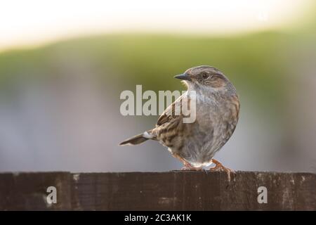 Dunnock dans l'habitat. Son nom latin est Prunella modularis. Banque D'Images