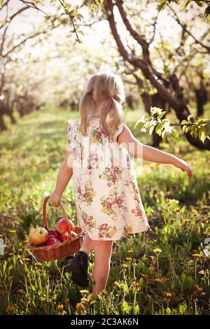 Petite fille portant un panier avec des pommes dans le jardin Banque D'Images