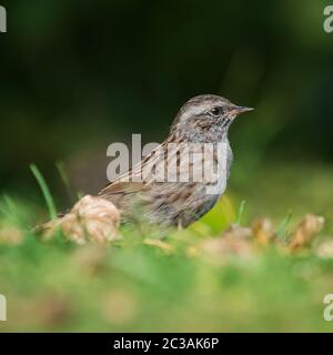 Dunnock dans l'habitat. Son nom latin est Prunella modularis. Banque D'Images