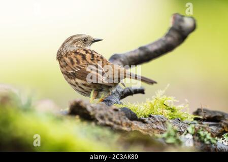 Dunnock dans l'habitat. Son nom latin est Prunella modularis. Banque D'Images