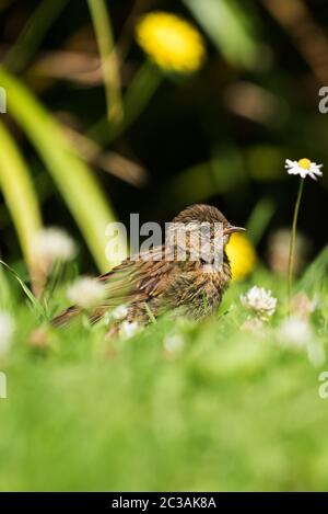 Dunnock dans l'habitat. Son nom latin est Prunella modularis. Banque D'Images