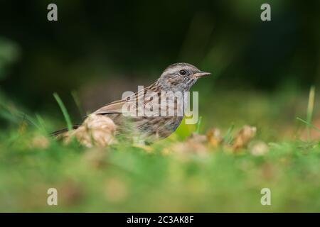 Dunnock dans l'habitat. Son nom latin est Prunella modularis. Banque D'Images