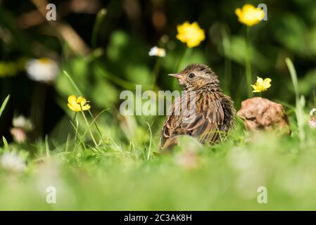 Dunnock dans l'habitat. Son nom latin est Prunella modularis. Banque D'Images