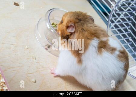 Hamster syrien manger dans un bol alimentaire Banque D'Images