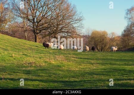 Sur un pâturage vert des moutons et des agneaux sont le pâturage. Bétail et agriculture en Australie. Banque D'Images