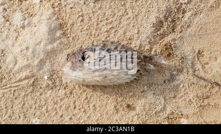 globefish mort; poissons-souffleurs; poissons-souffleurs sur la plage de sable au rez-de-chaussée Banque D'Images