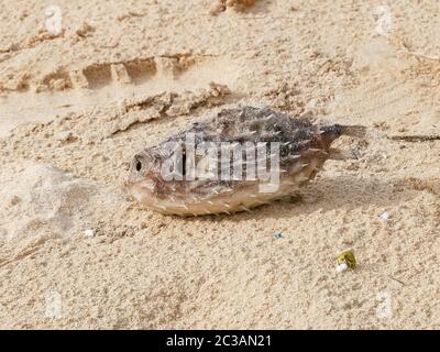 globefish mort; poissons-souffleurs; poissons-souffleurs sur la plage de sable au rez-de-chaussée Banque D'Images